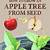 how to grow an apple tree from seed uk
