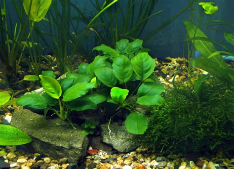 Anubias Barteri Plant Types, Care, Propagation & Algae