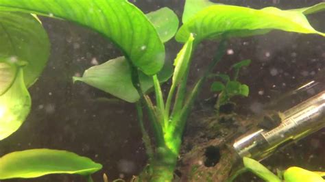 [From AquaFlore.RU] Anubias from seed to and from the … emersed