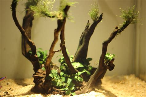 ANUBIAS ON DRIFTWOOD MINI ASSORTED LIVE PLANT EASY CARE PISCES