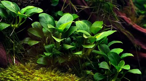 Anubias Nana The Full Guide To Caring, Planting and Propagation