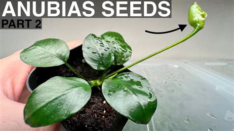 Anubias seeds, How to produce anubias seeds using anubias flowers, Grow