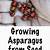 how to grow asparagus from seed