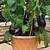 how to grow aubergines uk