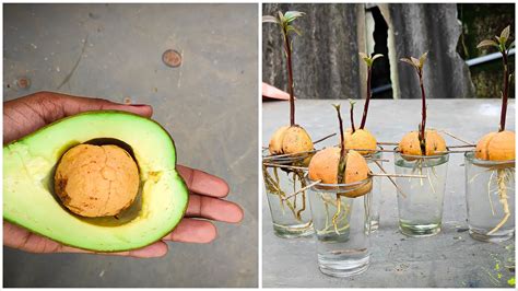 7 Easy Steps on How to Grow Avocado from Seed Hort Zone
