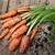 how to grow baby carrots