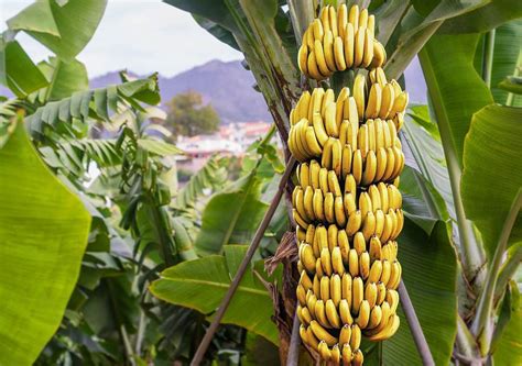 How Do Bananas Grow? The Produce Nerd