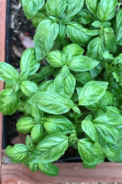How to Grow Basil from Seed Indoors
