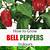 how to grow bell peppers indoors