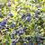 how to grow blueberries uk