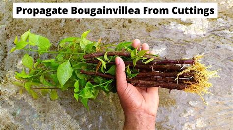How to grow bougainvillea from cuttings creativity gardening YouTube