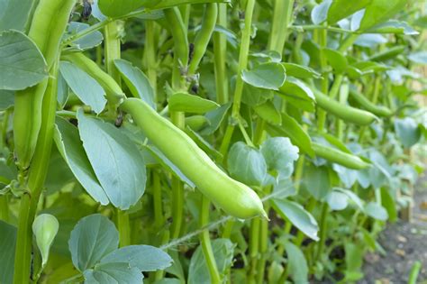 How To Grow Broad Beans Instructions Farming Friends