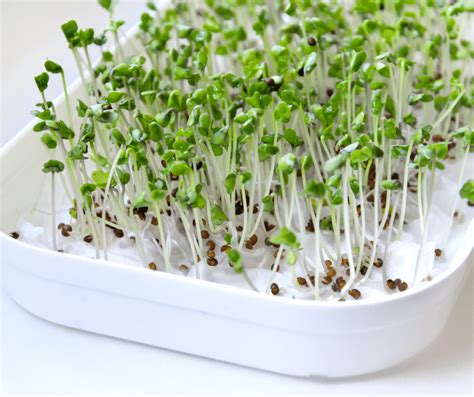 Health Benefits of Broccoli Sprouts and How to Grow Them Cook2Nourish