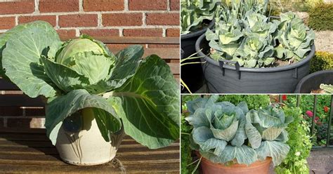 HOW TO GROW CABBAGE AT HOME ( illustrative guide with pictures