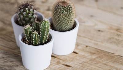 How To Grow Cactus Plant At Home