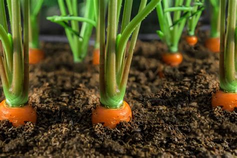 How To Grow Carrots (Sweet, Crunchy Fresh Carrots) Homestead Acres