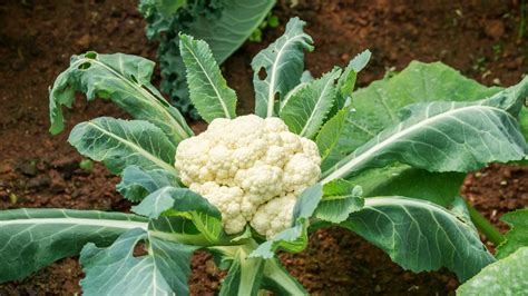 Easy Method To Grow Cauliflower From Seeds In A Pot ll From Seed to