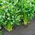 how to grow celery from seed