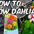 how to grow dahlias from seed