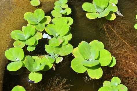 Growing Duckweed Duckweed In Backyard Ponds And Aquariums