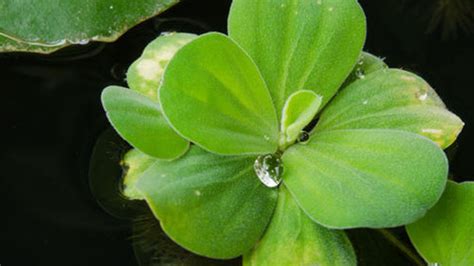 Here How to grow duckweed aquaponics Misle