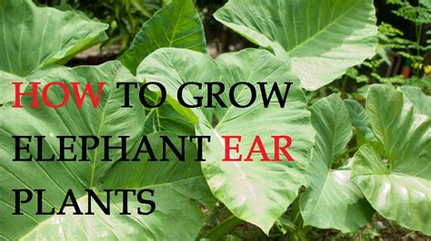 How to Grow and Care for Elephant Ear