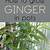 how to grow ginger at home