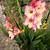 how to grow gladiolus
