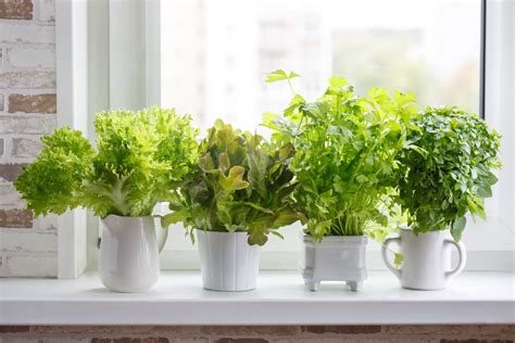 Grow Your Own Herbs at Home Just A Pinch