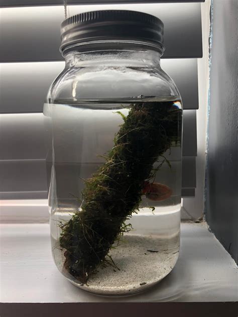 How To Grow Java Moss In A Jar? My Aquarium Club