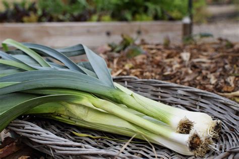 How To Grow Leeks From Seed (With Step By Step Pictures)