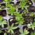 how to grow lupins from seed