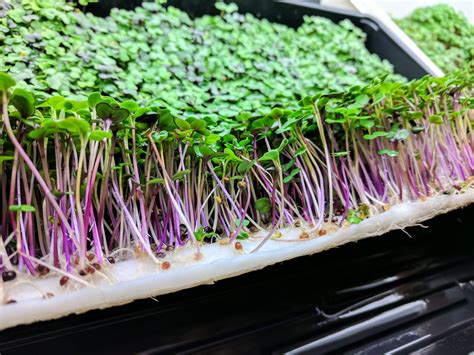 How To Grow Microgreens Without Soil Step By Step Guide