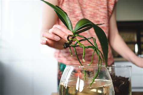 How to Grow Orchids a Beginner's Guide Sand and Sisal