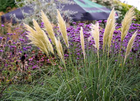 Container Gown Pampas Grass Can You Grow Pampas Grass In Pots