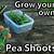 how to grow peas at home