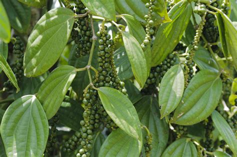 Black Pepper Information Learn How To Grow Peppercorns