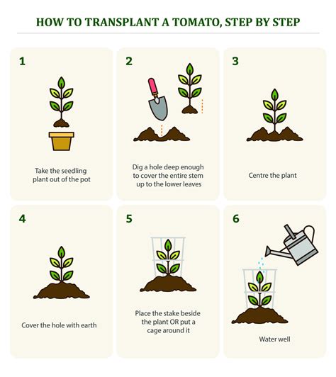 Diagram showing how to grow plant from seeds Vector Image