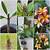 how to grow plumeria from cuttings