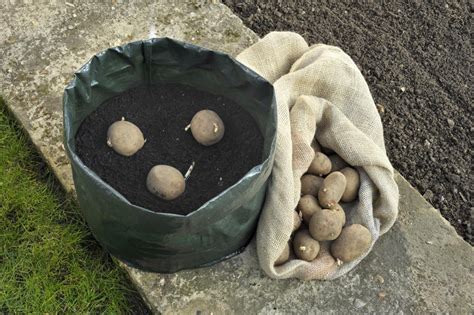 10 Ways to Grow Potatoes Potato Planting Ideas Balcony