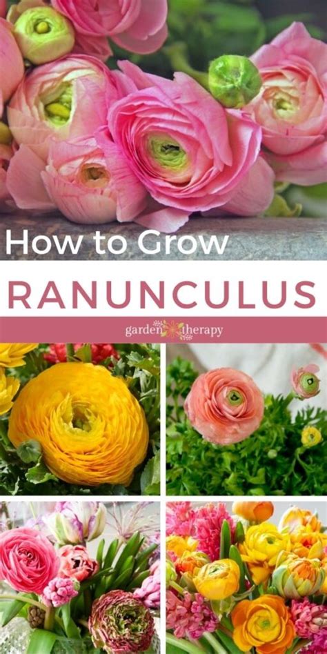 How to grow ranunculus indoors 5 tips for perfect blooms Livingetc