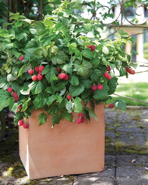 How to Grow Raspberries From Seeds Plant Instructions