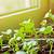 how to grow seedlings indoors