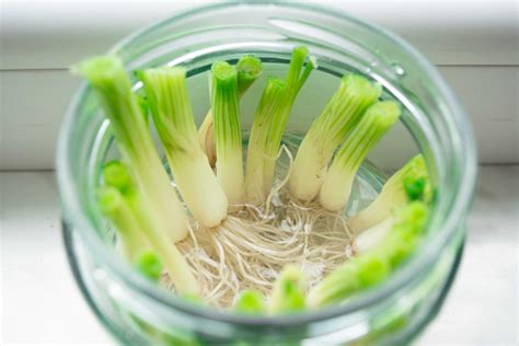 THREE WAYS TO GROW SPRING ONIONS how to grow spring onions at home