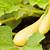 how to grow summer squash