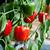 how to grow sweet peppers