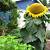 how to grow the tallest sunflower