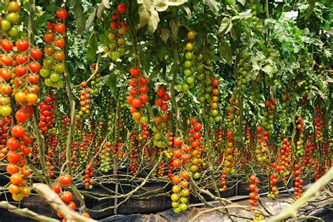 Tomatoes Growing & Care ASHLAND GARDEN CLUB