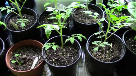 Growing Tomatoes in a Greenhouse Grow Bags or Pots?