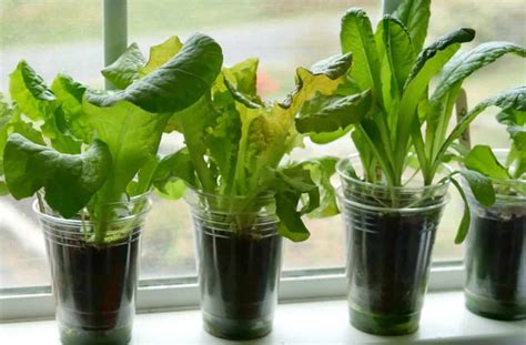 Grow lettuce indoors without dirt! Place used lettuce heads in water